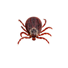 Encephalitis Virus or Lyme Borreliosis Disease or Monkey Fever Infectious Dermacentor Tick Arachnid Parasite Insect Macro Isolated on White Background