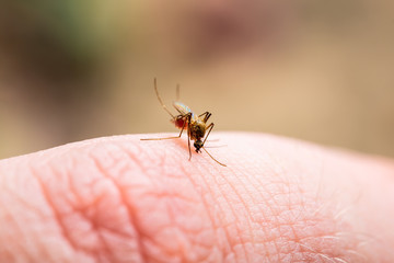 Encephalitis, Yellow Fever, Malaria Disease, Mayaro or Zika Virus Infected Culex Mosquito Parasite Insect Macro