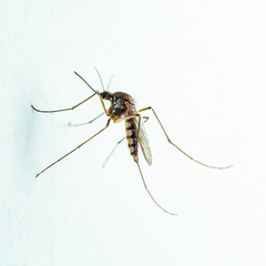 Encephalitis, Yellow Fever, Mayaro, Malaria Disease, Mayaro or Zika Virus Infected Culex Mosquito Parasite Insect on White Wall Background