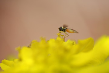 Sprint Flower Love