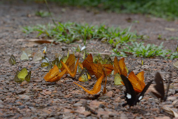 Beautiful Butterflies  eats minerals in  Kaeng Krachan National Park, Thailand.