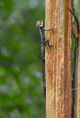 Naklejka na ściany i meble chameleon on tree branch with green background