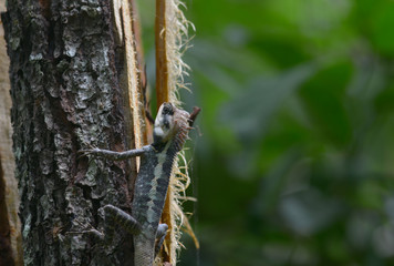 chameleon on tree branch with green background