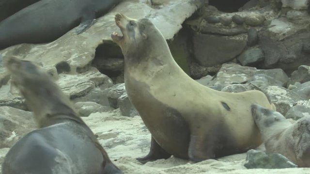 Sea lions on a rookery. Sound, summer, day, natural light. 4K/ 10bit/ ProRes 422HQ/ BT.2020