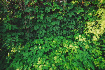 Fototapeta na wymiar Hedge of big green leaves in spring. Green fence of parthenocissus henryana. Natural background of girlish grapes. Floral texture of parthenocissus inserta. Rich greenery. Plants in botanical garden.