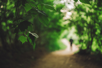 Vivid leaves of trees on blurred background. Man walks in forest in bokeh. Greenery in sunlight. Lush foliage close-up in sunny day. Natural green backdrop of scenic nature in backlight in blur.