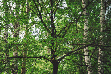 Beautiful tree branches on bokeh background of rich greenery. Vivid natural green backdrop of scenic nature in sunlight with copy space. Lush foliage in sunny day. Amazing tree branches close-up.