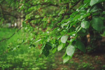 Vivid leaves of trees on bokeh background. Rich greenery in sunlight with copy space. Lush foliage close-up in sunny day. Natural green backdrop of scenic nature in backlight. Abstract texture.