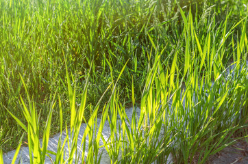 Fresh green grass on a sunny summer day