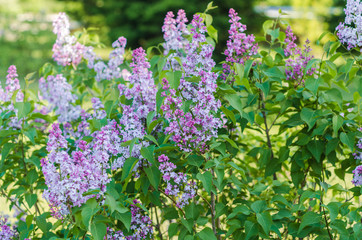 Blooming lilac flowers in the bushes with green leaves