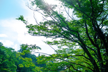 真夏の日本の奥多摩の自然