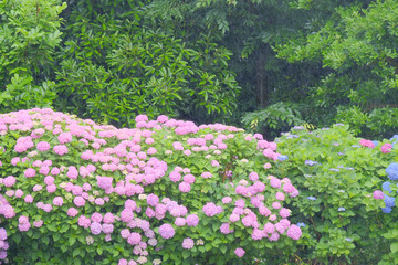 hydrangea flower on rainy day