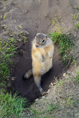 the European ground squirrel arrogantly stands in his hole
