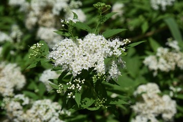 White flowers of the Japanese spirea