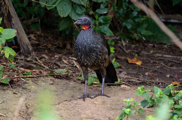 Tropical bird in the forest