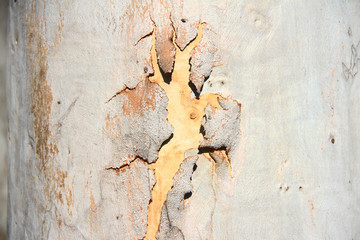 Abstract Tree bark texture. Natural wood background.