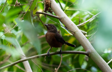 Brown bird on a branch