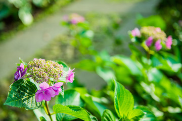 紫陽花