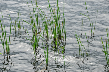 Tall Blades of Green Grass in High Water