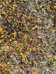 Leaves that fall on the cement road texture.