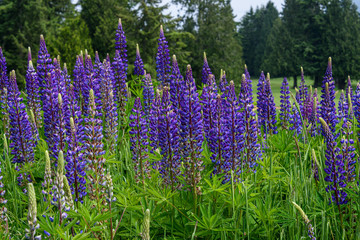 Naklejka premium Field of purple lupine flowering in the foreground with golf course and evergreen trees in background