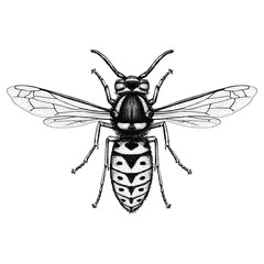 Illustration of a Prairie Yellowjacket