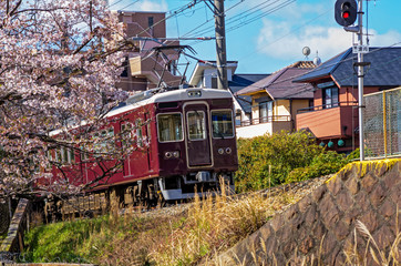Naklejka premium 夙川・桜と阪急電車