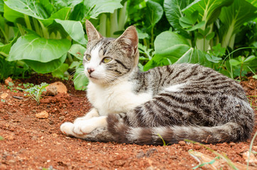 Naklejka na ściany i meble Stripe Cat In Garden