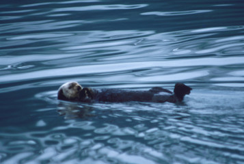 Obraz premium Otter-1