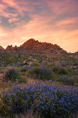 Fototapeta na wymiar Wildflowers at sunset in the rocky desert scenery of Joshua Tree National Park