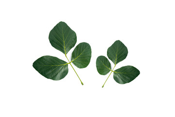 Plakat Leaf or Leaf Butea monosperma isolated on a white background 
