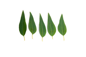 Eucalyptus leaves isolated on white background. Large file.