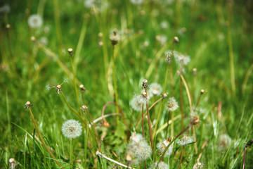 Spring flowers beautiful dandelions in green grass.