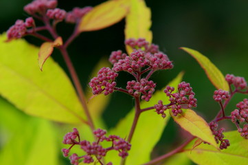 A beautiful flower that is a weed