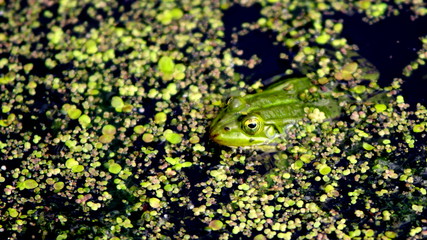Green frog in a pond