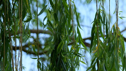 Branches of a hanging willow