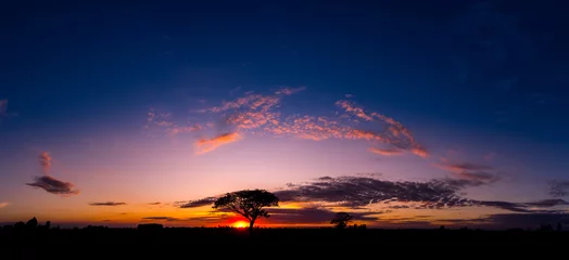 Poster Panorama silhouette tree in africa with sunset.Tree silhouetted against a setting sun. © noon@photo