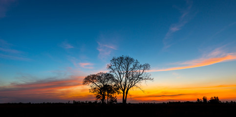 Obraz na płótnie Canvas Panorama silhouette tree in africa with sunset.Tree silhouetted against a setting sun.