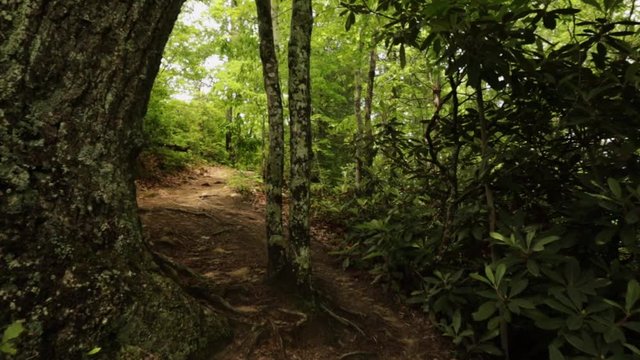 Nature Hike at Natural Bridge State Park, Kentucky