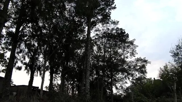 A Row of Dogwood Trees at Intaka Lodge