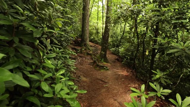 Nature Hike at Natural Bridge State Park, Kentucky