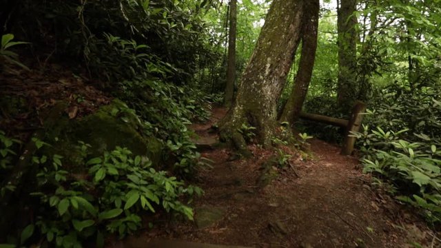 Nature Hike at Natural Bridge State Park, Kentucky