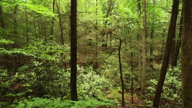 Nature Hike at Natural Bridge State Park, Kentucky