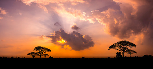 Panorama silhouette tree in africa with sunset.Tree silhouetted against a setting sun. © noon@photo