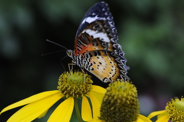 Butterfly-20
