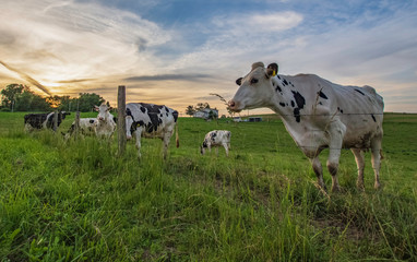 Holstein herd against dusk sky