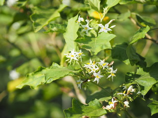Fototapeta na wymiar Flower Turkey berry, Solanum torvum name vegetable White petals, yellow pollen on blur nature background