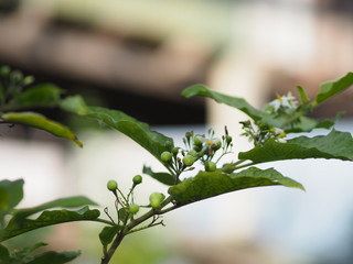 Flower Turkey berry, Solanum torvum name vegetable White petals, yellow pollen on blur nature background