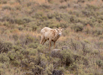 Big Horn Ewe with only one horn