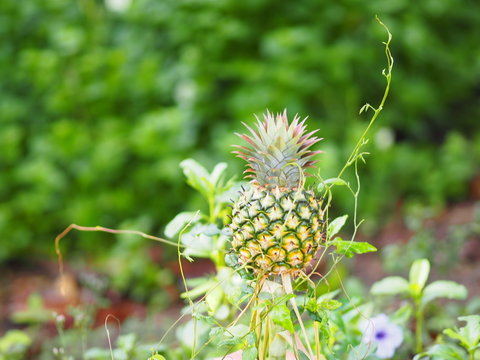 Pineapple all hung around with vines on nature background